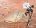 Martian Stone and a Rose